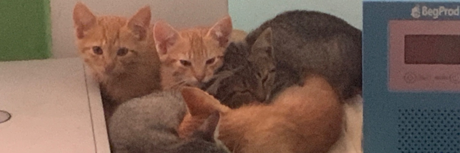 PearGuy Cats COMMS IN PIN's banner