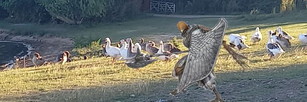 BirdNightfarer Profile Banner