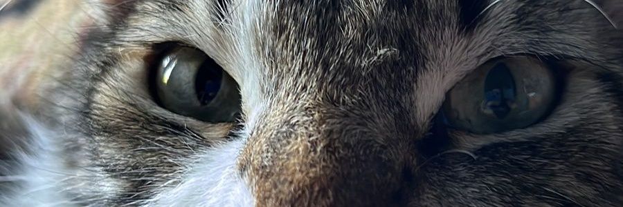 Anacsda's profile banner image