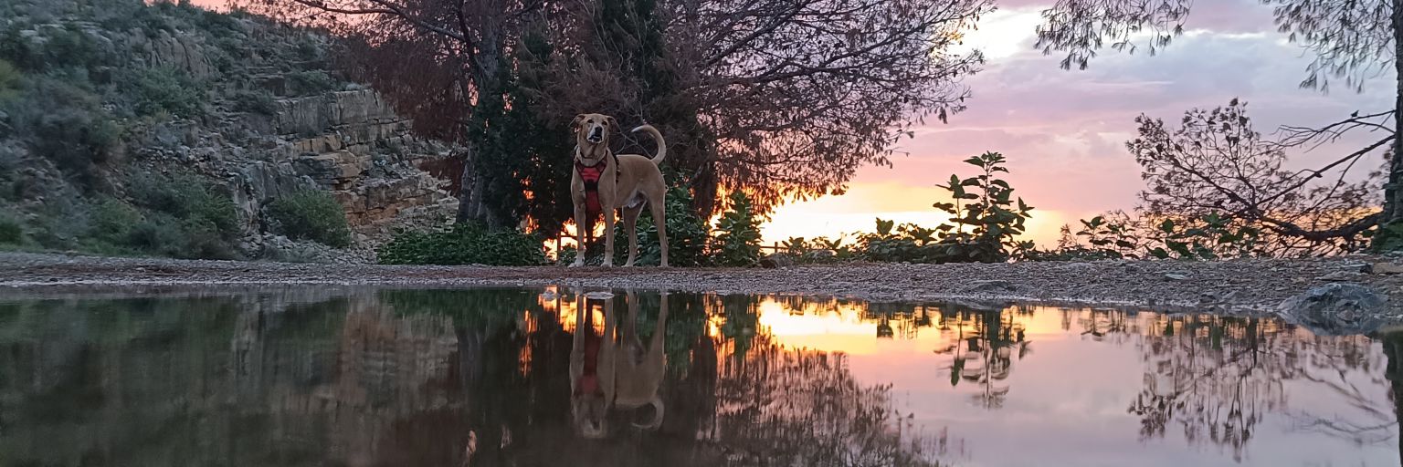 Víctor 🏠👫🐶🐱🍺🍷💻 banner