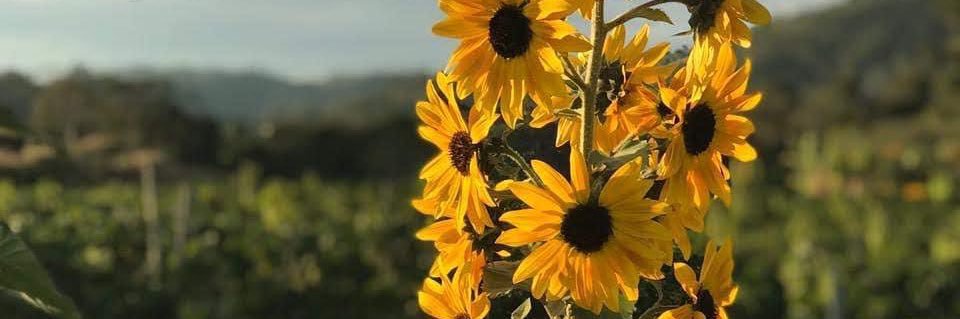 7NataliaSanchez's profile banner image