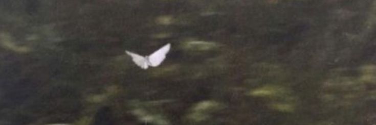 Jui #1 bunhan shipper banner