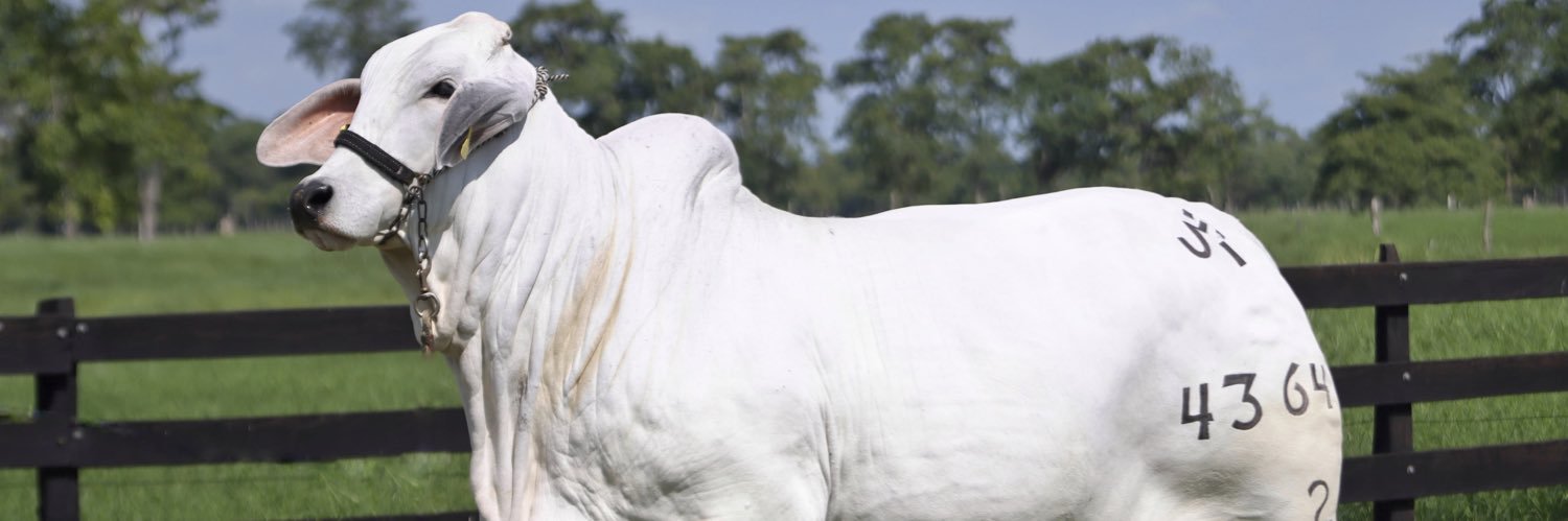 GuilloRR's profile banner image