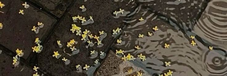 ra. banner