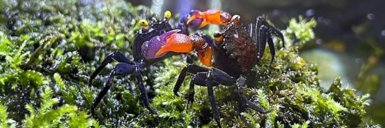 BioChoque - Curiosidades Cientificas 🐸⚡ banner