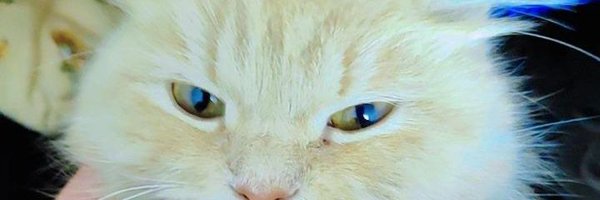 Nora7746 Profile Banner