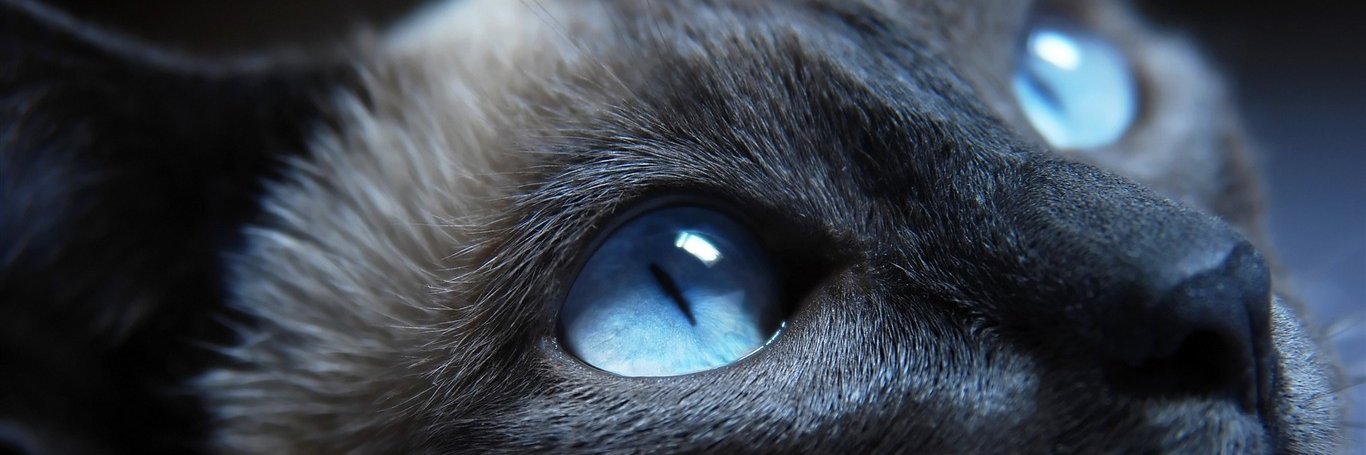 ぺぺざえもん banner