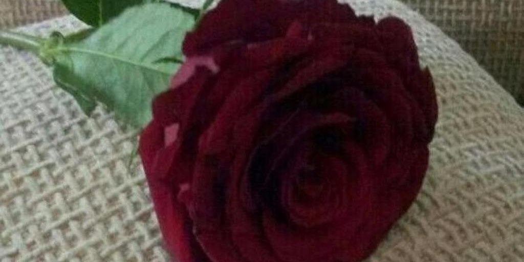 Aljaze_123's profile banner image