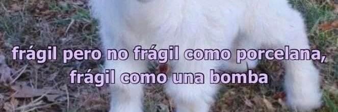 D banner
