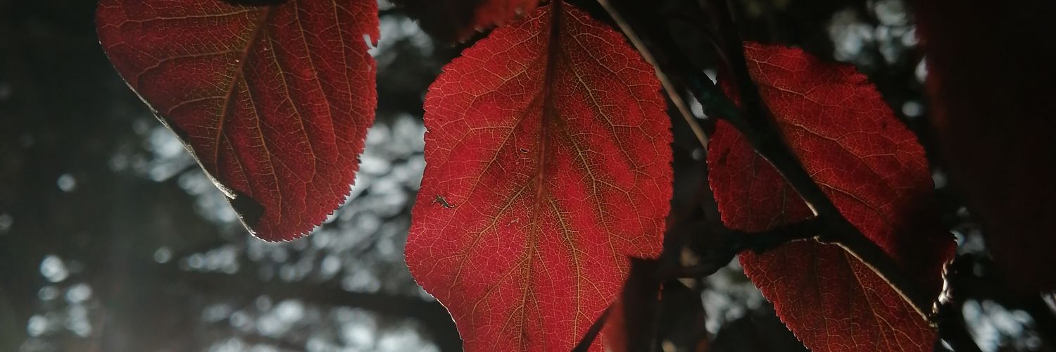 danivillen's profile banner image
