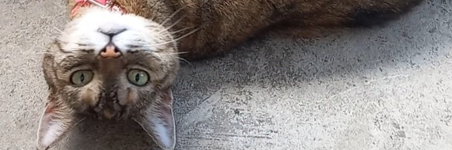 RayGatling's profile banner image
