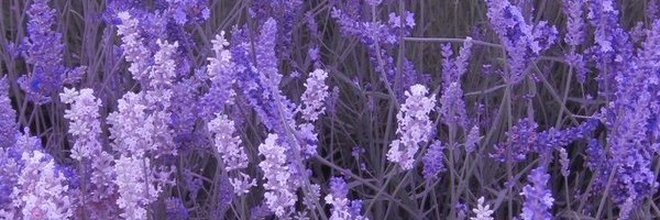 bbydollkit Profile Banner