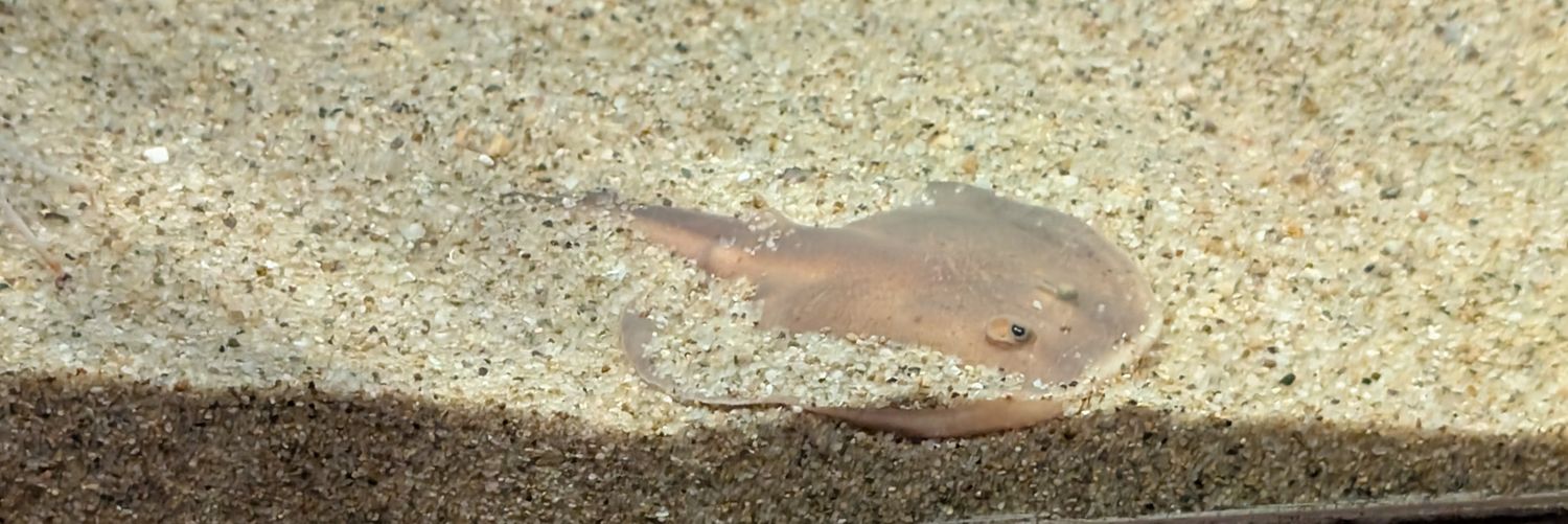 海鷂魚（エイ）のガチで水族館への挑戦 banner
