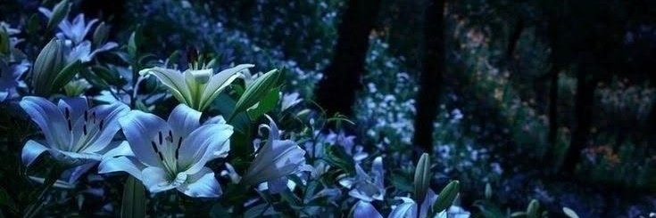 Stan de morto da Silva ⁷ banner