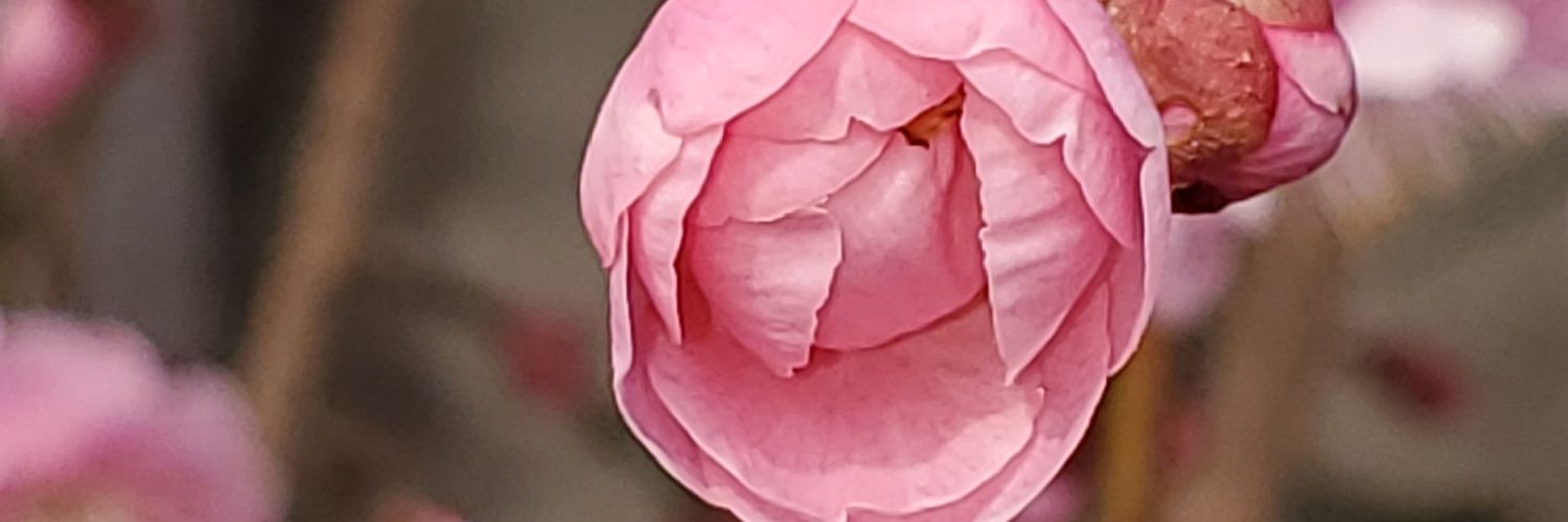 ACHARYAUMESH2's profile banner image