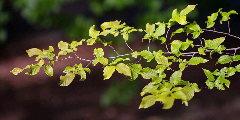 helenthura's profile banner image