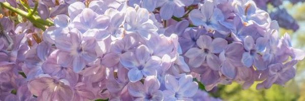 yumecomforts Profile Banner