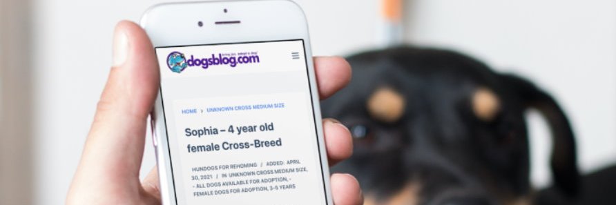 dogsblog.com Bring Joy, Adopt a Dog! banner