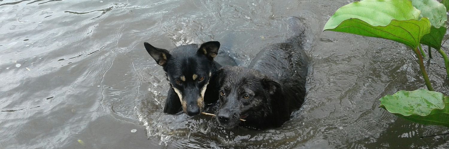 Roo_sosa06's profile banner image