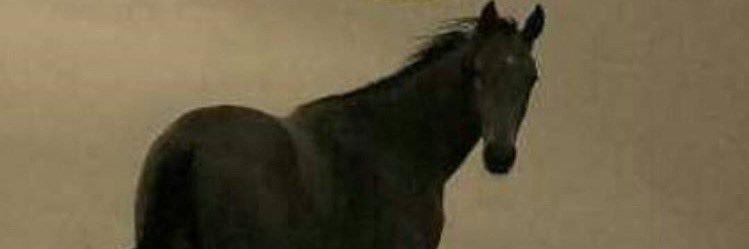 ابو محمد banner