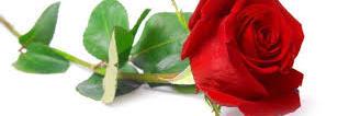 YENDRI15916126's profile banner image