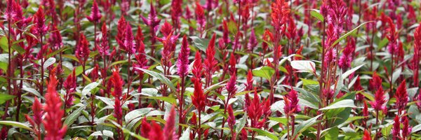 microgreens Profile Banner