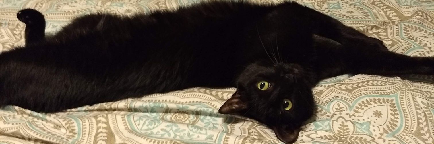 Kathryn McCann😸#Resist! #Tolerance #🌊🌊 banner