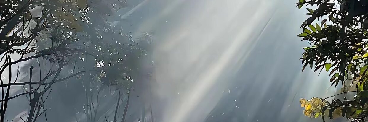 梧桐 banner
