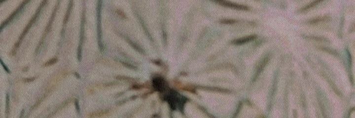 DaancingRoach's profile banner image