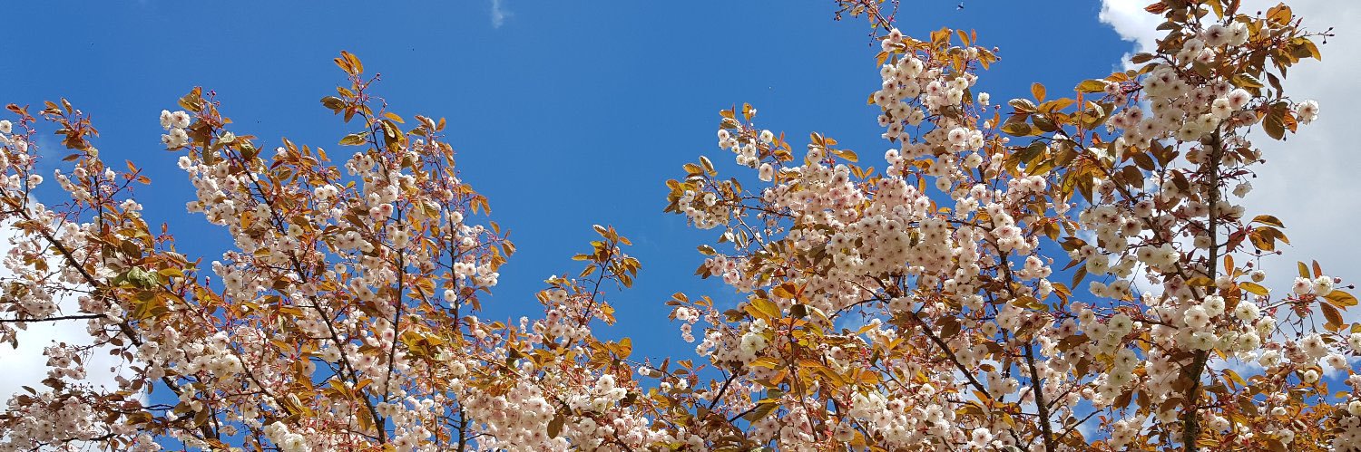 Trans_Laura21's profile banner image