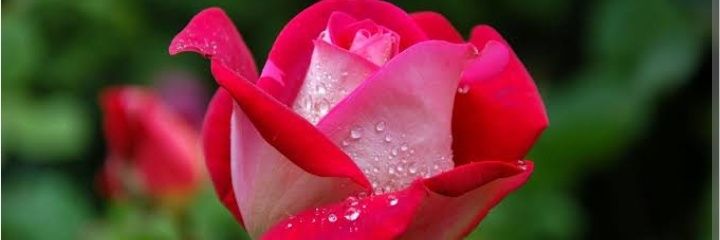 LovethR45253's profile banner image