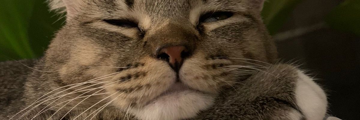 ditompram's profile banner image