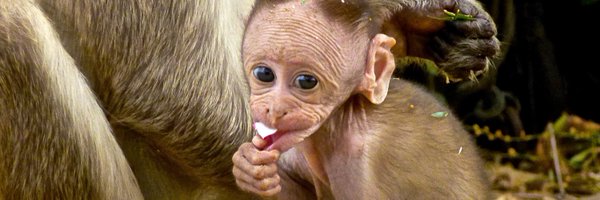 lorises Profile Banner