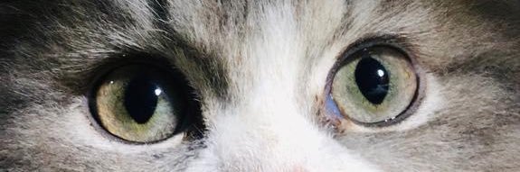 renybunjamin's profile banner image