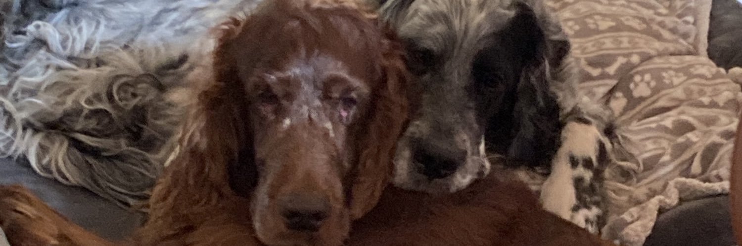 elizabeth james banner