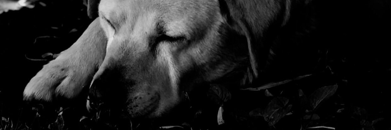 georgibudnik's profile banner image