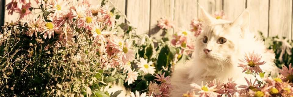 sweet_pseudonym's profile banner image