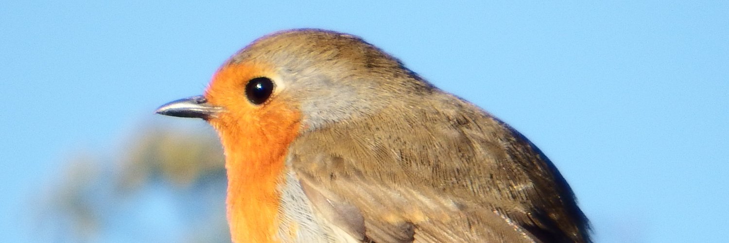 __dee_dee__'s profile banner image