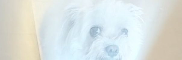 romeo's banner