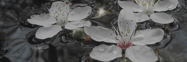 ari banner