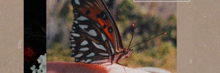 SpinelliCandela's profile banner image