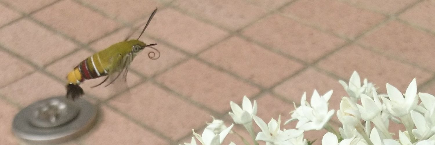 poco_roku's profile banner image