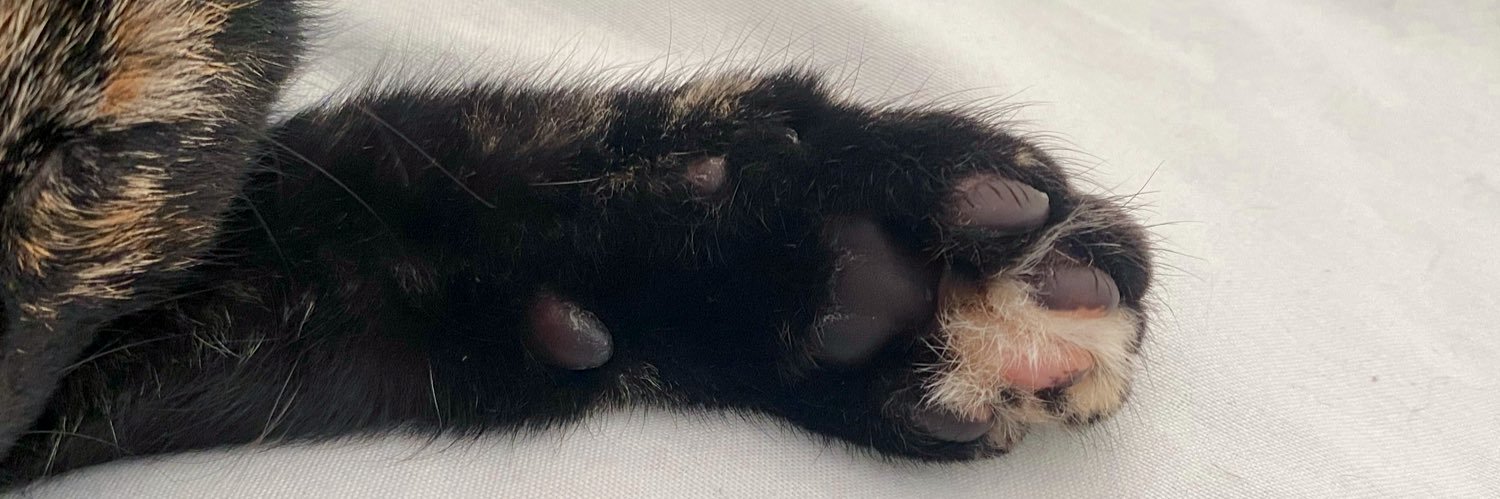 𝓮𝓬𝓵𝓲𝓹𝓼𝓮 banner