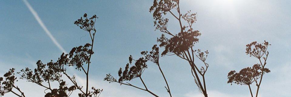 MLGreenbaum's profile banner image