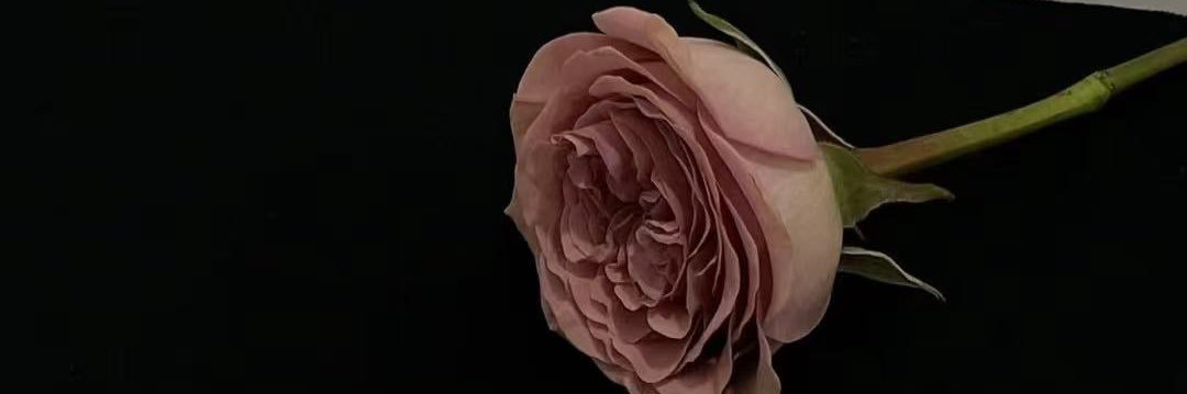 RoseLeeeSS's profile banner image