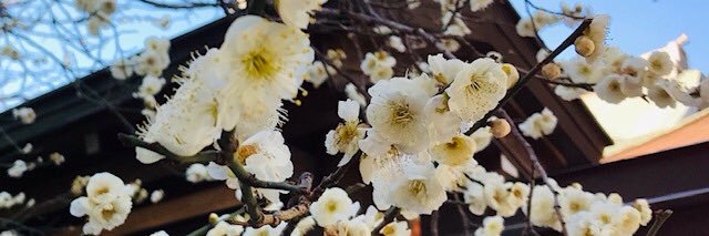 okimik_s's profile banner image