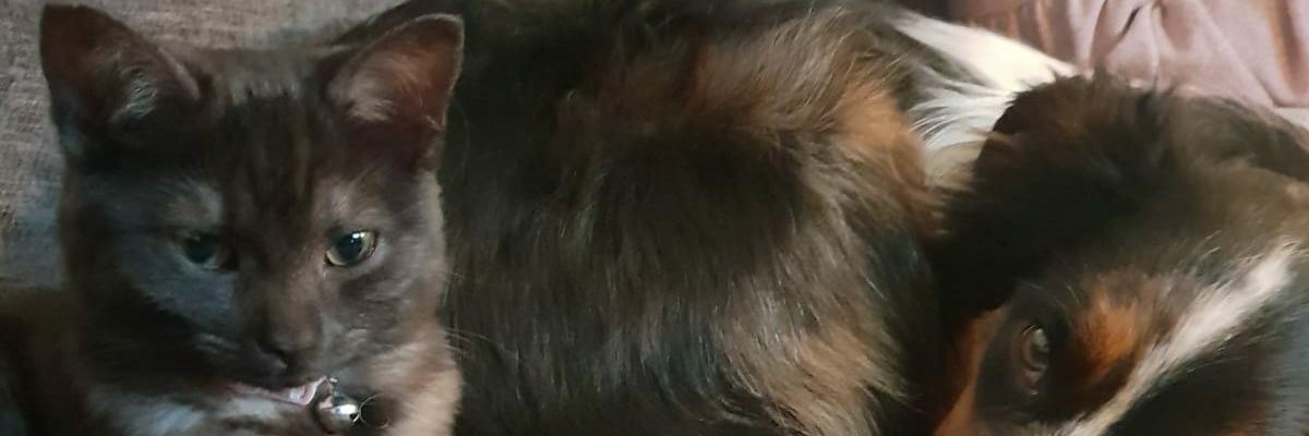 Rach banner