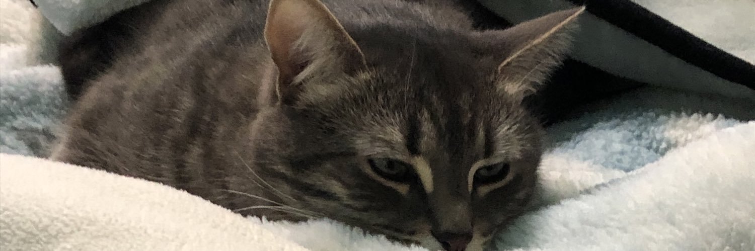 DimarcoDenise's profile banner image