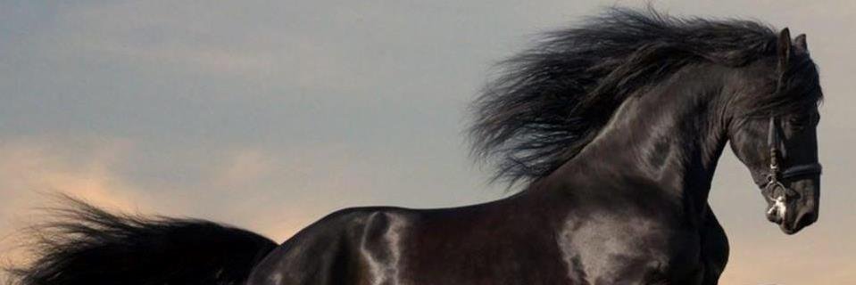 votalif's profile banner image