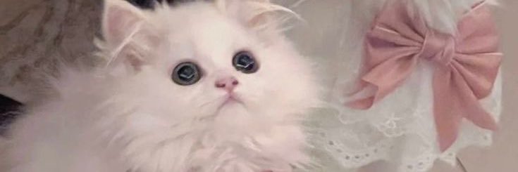 幸桜 くう 🐰ྀི🩷 banner